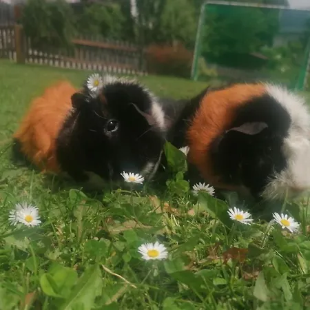 Rehlein Apartment Mauterndorf (Salzburg)